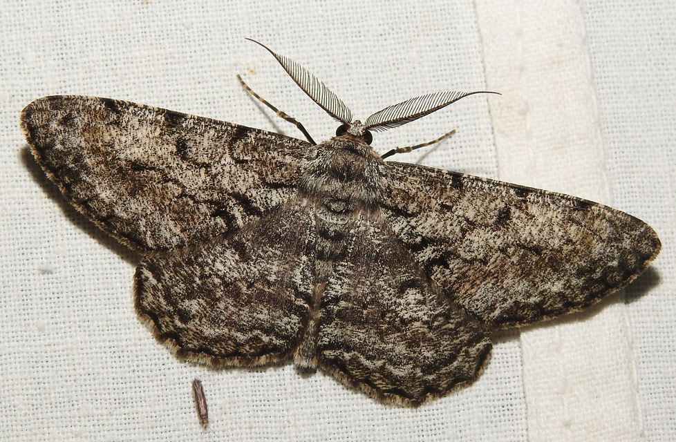 Hypomecis roboraria - nagy tölgyfaaraszoló