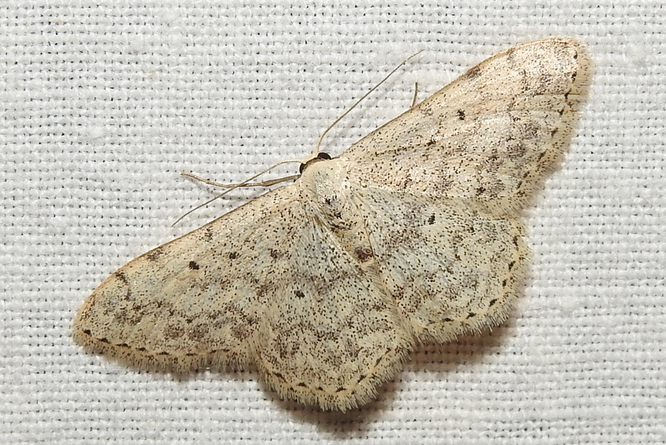 Scopula marginepunctata - pettyes sávosaraszoló