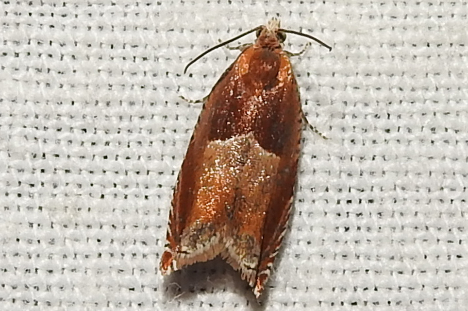 Ancylis mitterbacheriana - tölgysodró horgasmoly