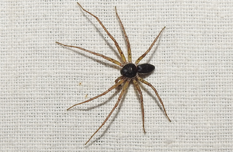 Philodromus dispar - lomb karolópók
