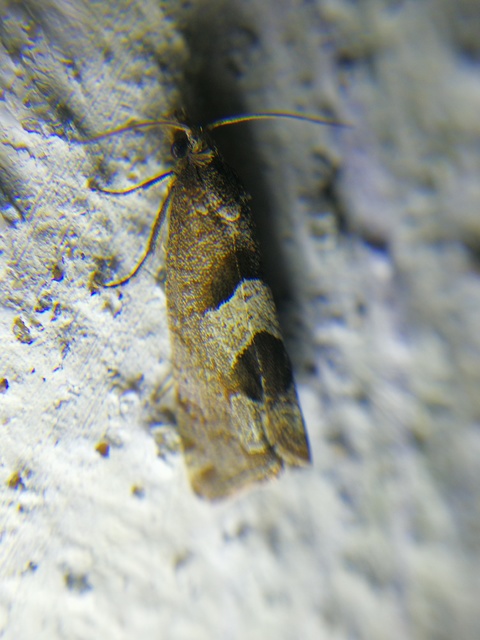Epiblema junctana - turjáni tükrösmoly