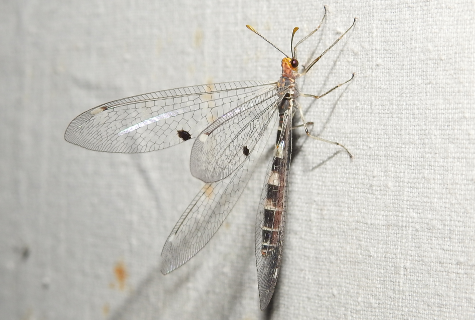 Megistopus flavicornis - kétfoltos hangyaleső