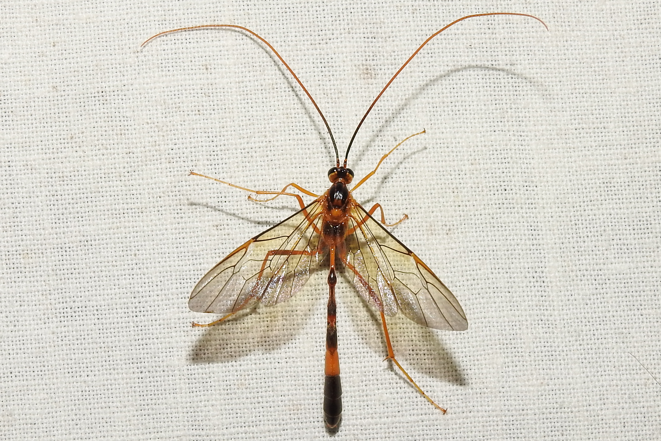Stauropoctonus bombycivorus