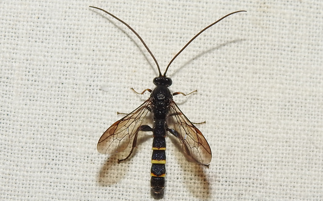 Metopius fuscipennis