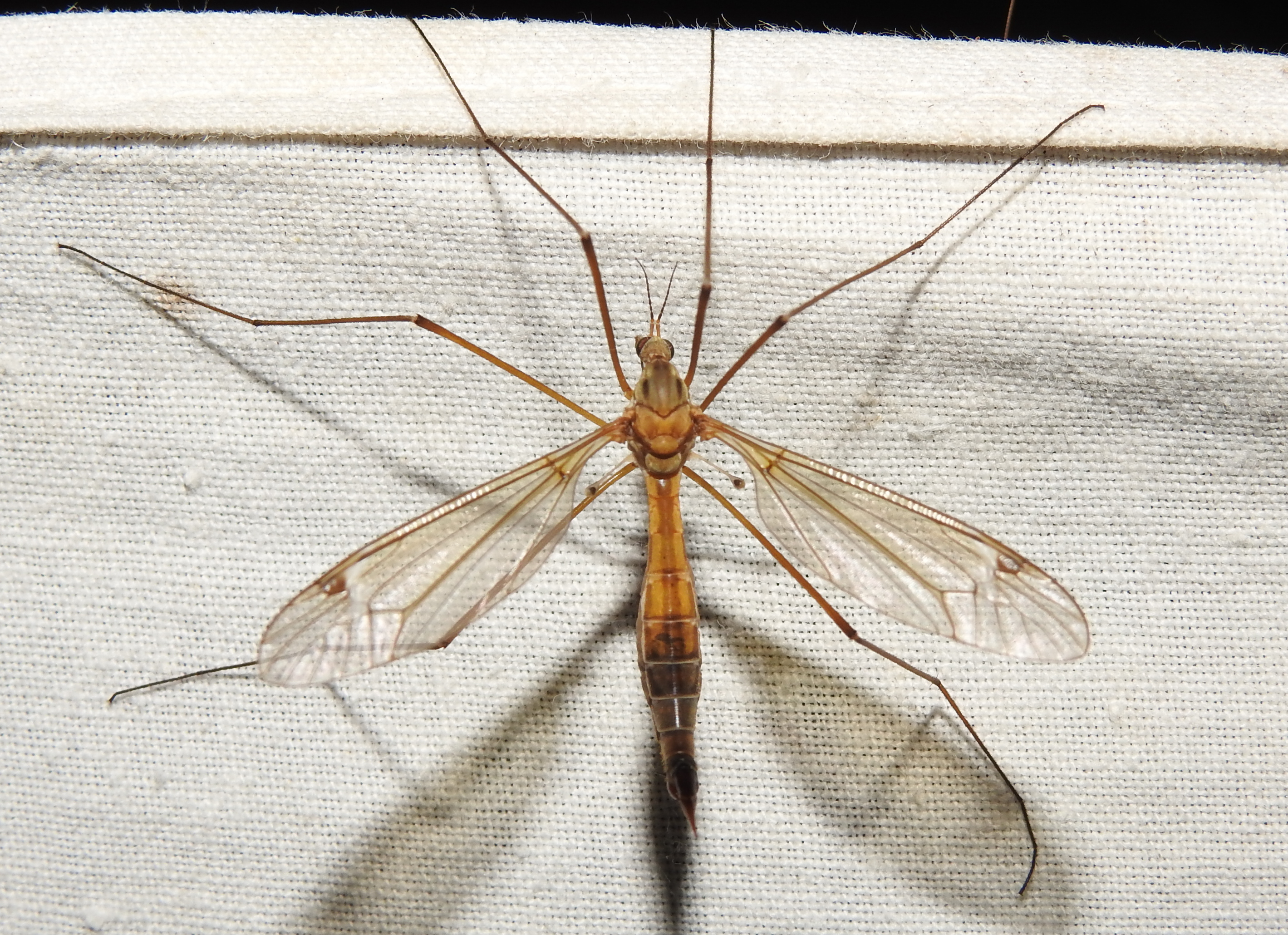 Tipula lunata