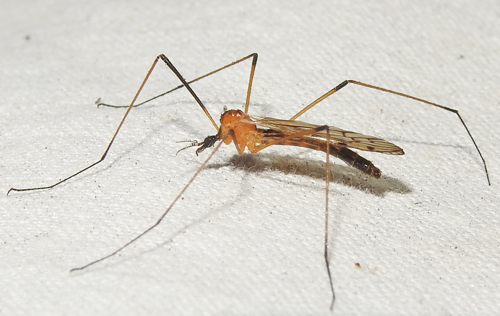 Limonia nigropunctata