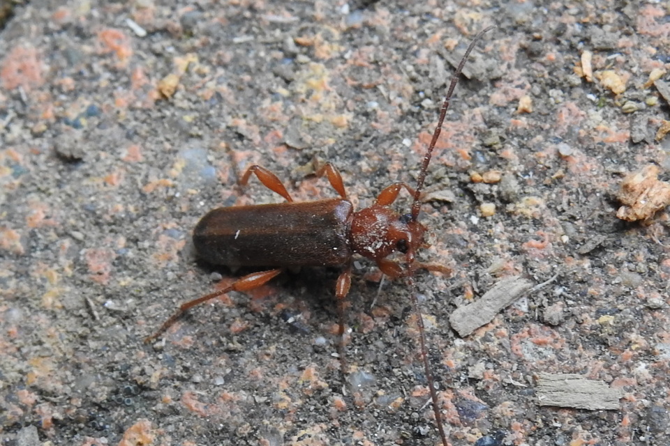 Phymatodes testaceus - változékony korongcincér Phymatodes testaceus - változékony korongcincér