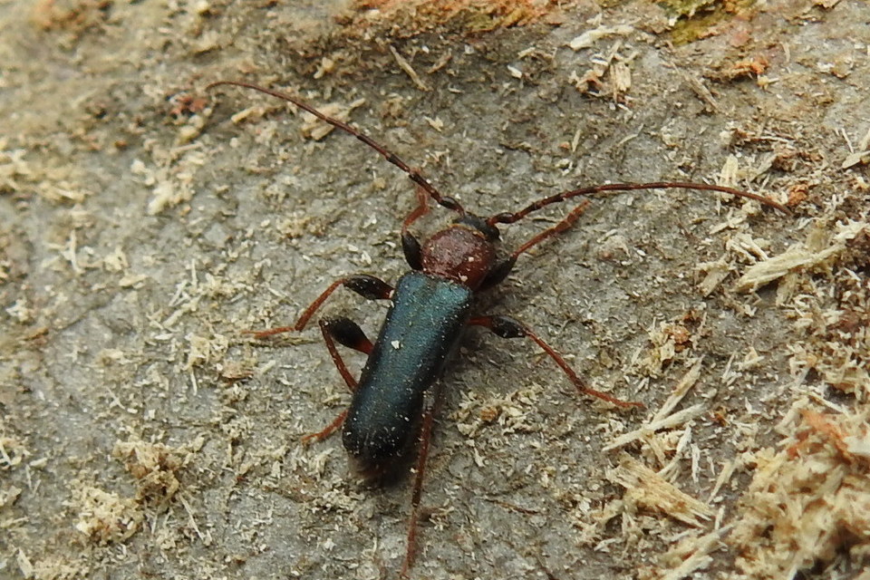 Phymatodes testaceus - változékony korongcincér Phymatodes testaceus - változékony korongcincér