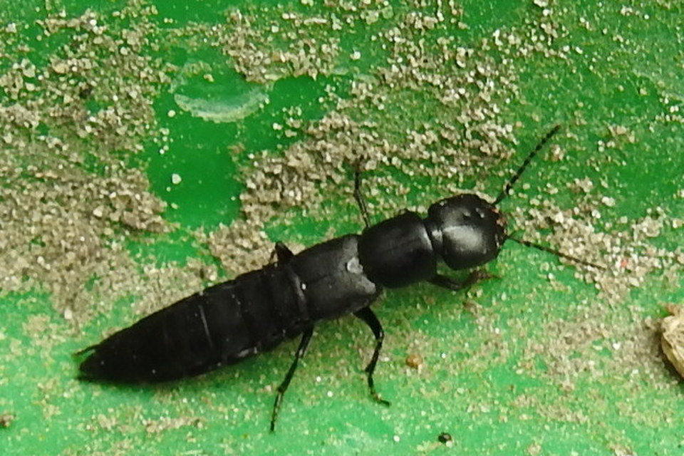 Ocypus nitens - fekete holyva