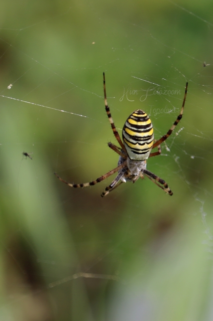 Argiope bruennichi - darázspók