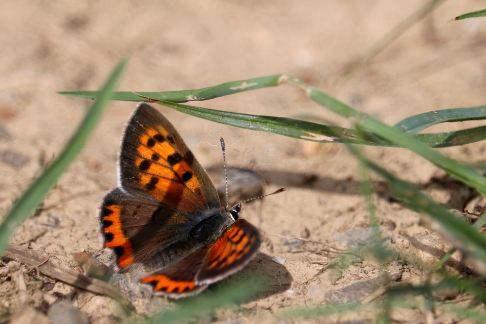 Lycaena phlaeas - közönséges tűzlepke