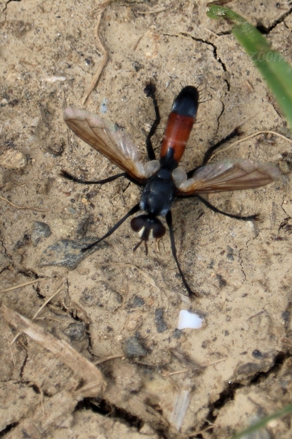Cylindromyia