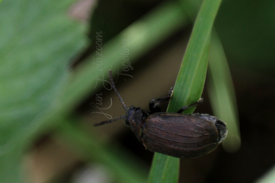 Galeruca pomonae - barna olajosbogár