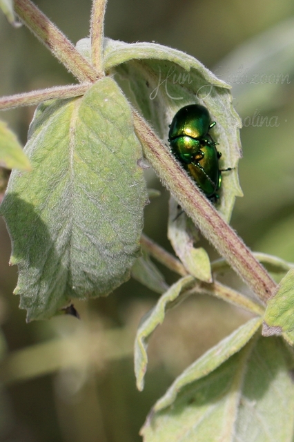 Chrysolina herbacea - zöld mentalevelész