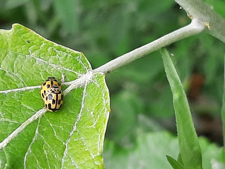 Propylea quatuordecimpunctata - tizennégypettyes füsskata