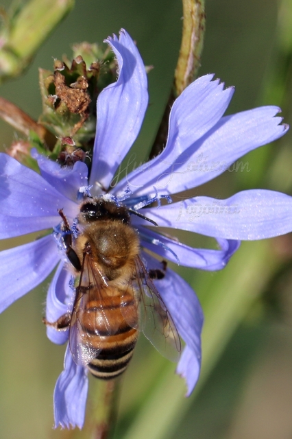 Apis mellifera - háziméh