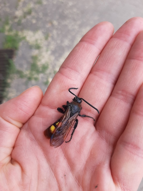 Megascolia maculata - óriás-tőrösdarázs