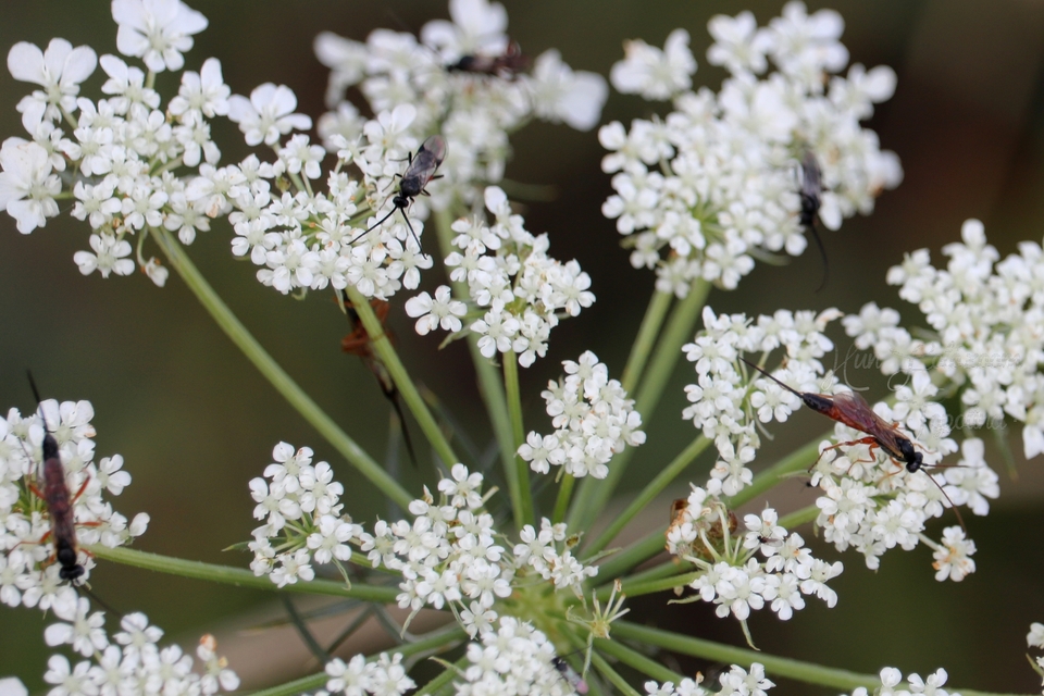 Braconidae - gyilkosfürkészek