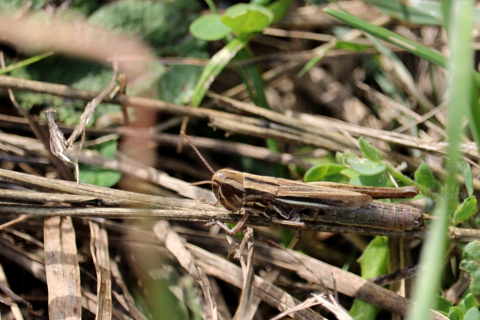 Euchorthippus declivus - rövidszárnyú rétisáska