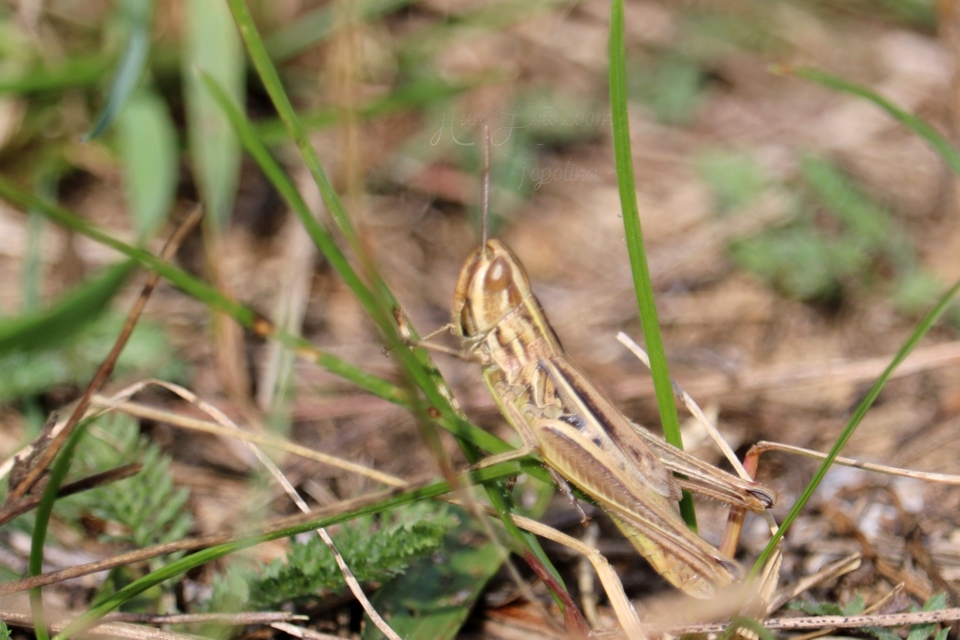 Euchorthippus declivus - rövidszárnyú rétisáska