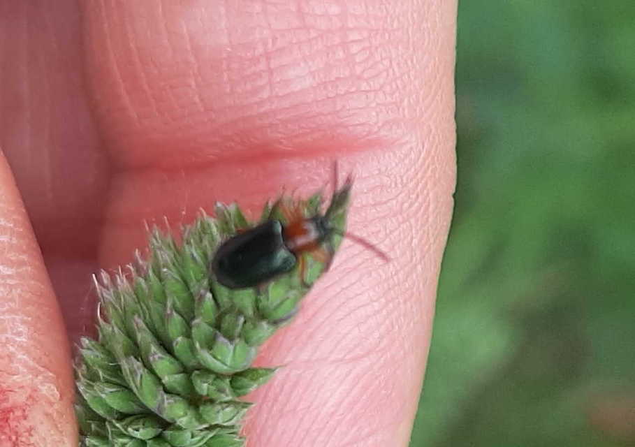 Oulema melanopus/duftschmidi