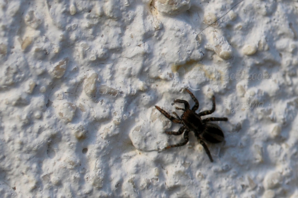 Phlegra fasciata - sávos ugrópók