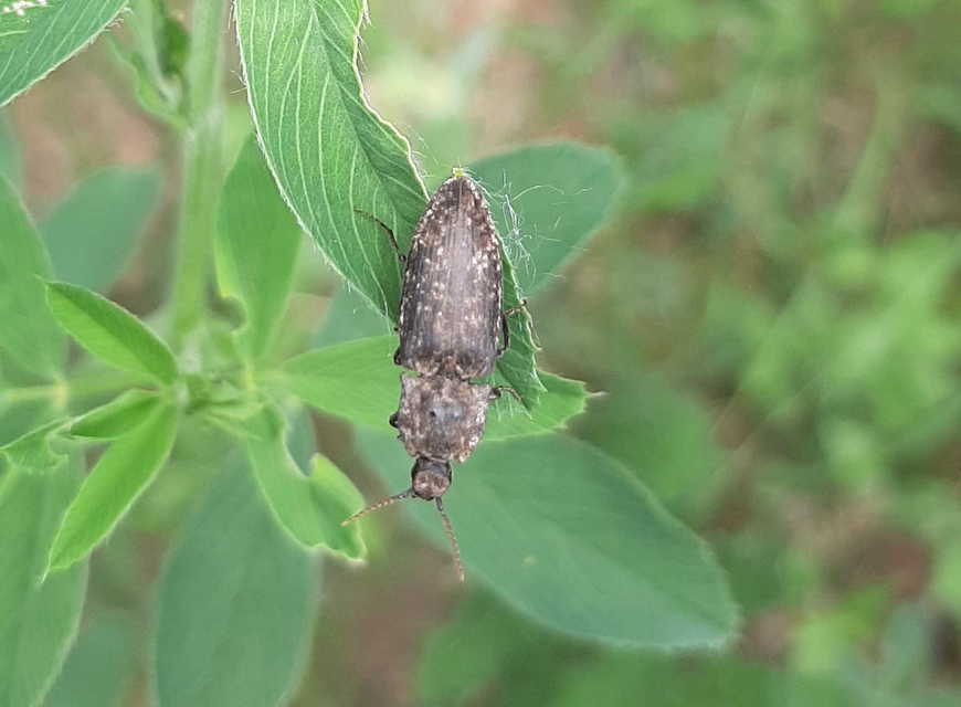 Agrypnus murinus - egérszínű pikkelyespattanó