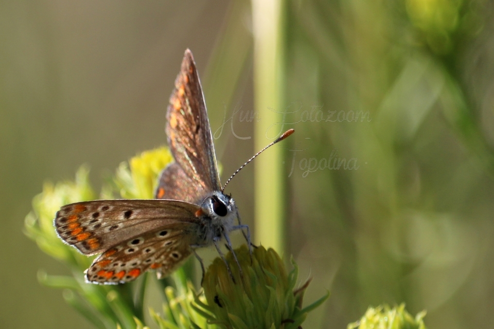 Aricia agestis - szerecsenboglárka