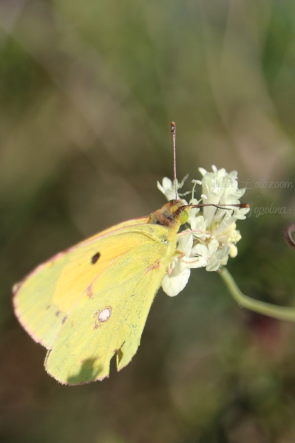 Colias croceus - sáfránylepke