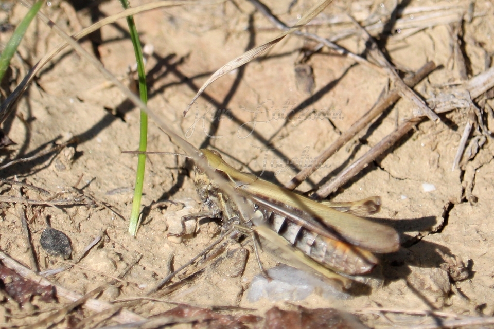 Chorthippus (Glyptobothrus) (subgenus)