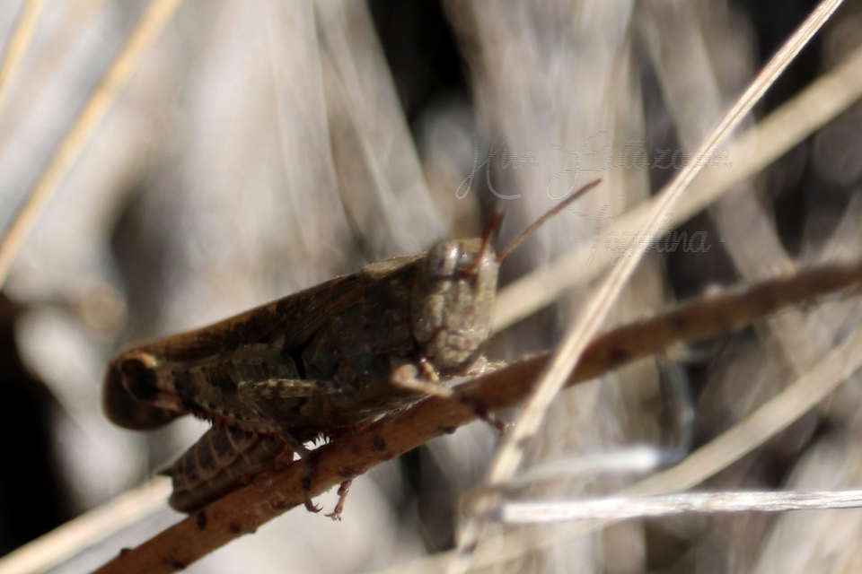 Calliptamus italicus - olaszsáska