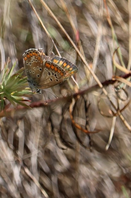 Aricia agestis - szerecsenboglárka