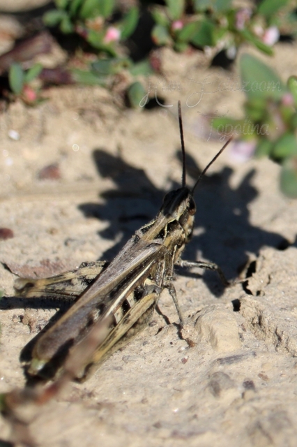 Chorthippus (Glyptobothrus) (subgenus)