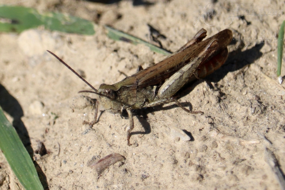 Chorthippus (Glyptobothrus) (subgenus)
