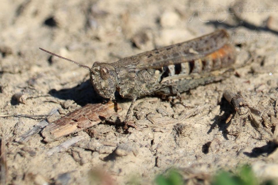 Chorthippus (Glyptobothrus) (subgenus)