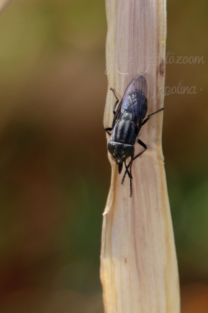 Stomorhina lunata - sáskaparazita légy