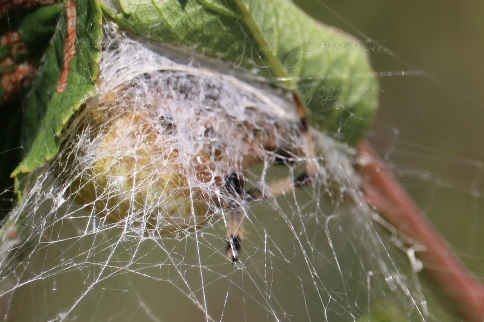 Araneus quadratus - négyes keresztespók
