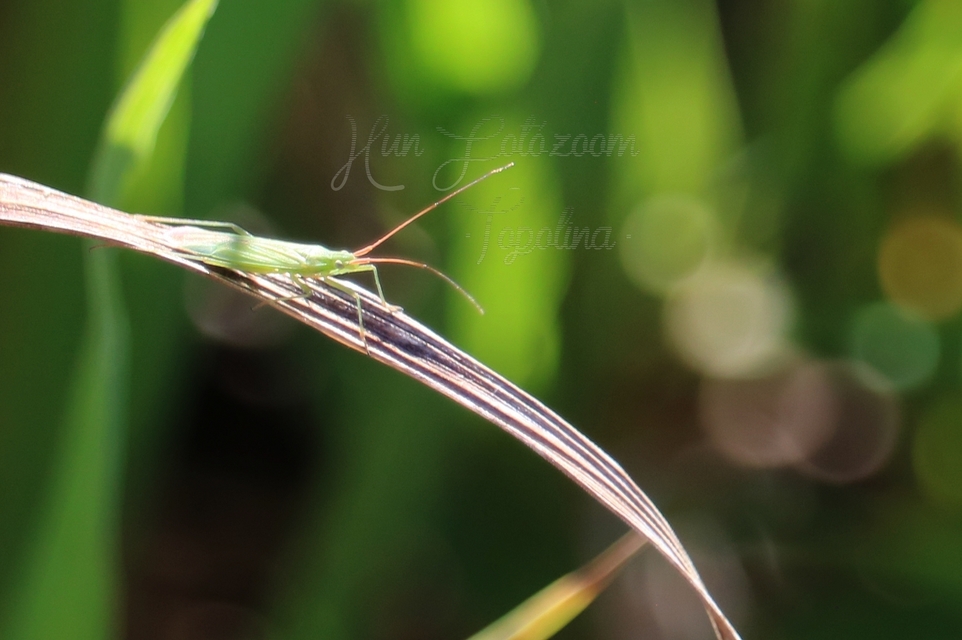 Trigonotylus
