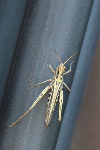 Chorthippus (Glyptobothrus) (subgenus)