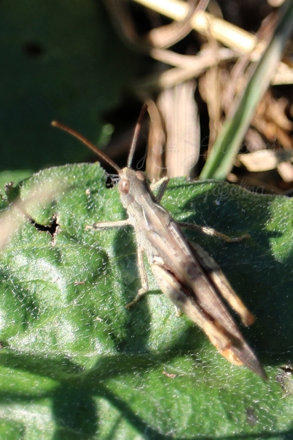 Chorthippus (Glyptobothrus) (subgenus)