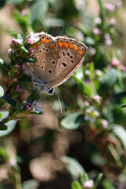 Aricia agestis - szerecsenboglárka