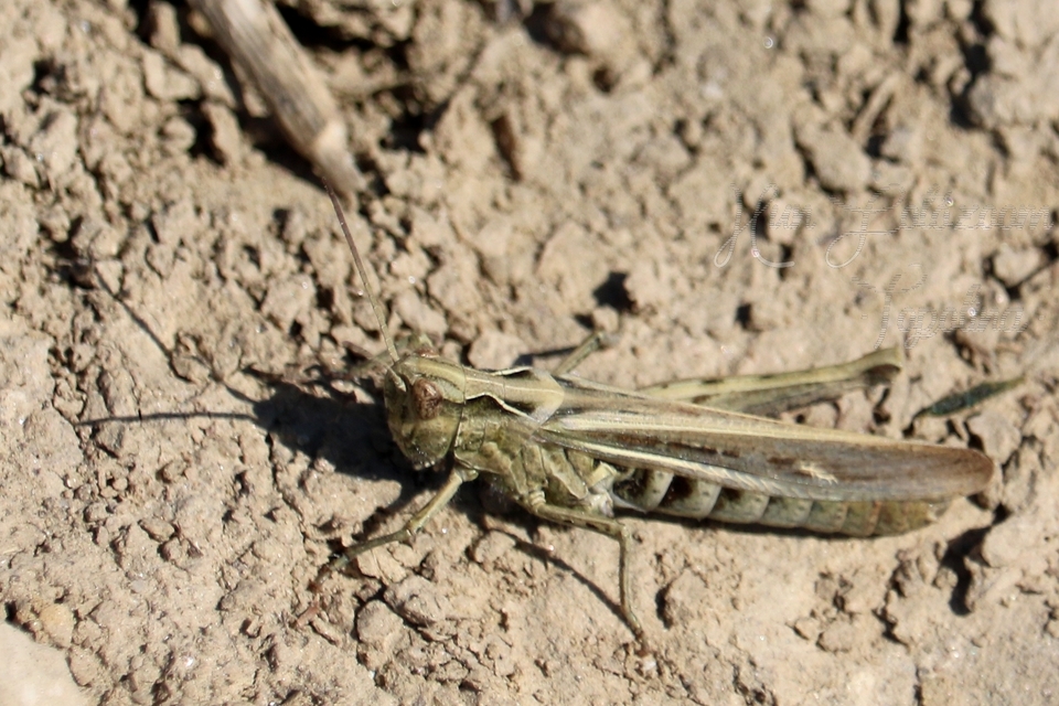 Chorthippus (Glyptobothrus) (subgenus)