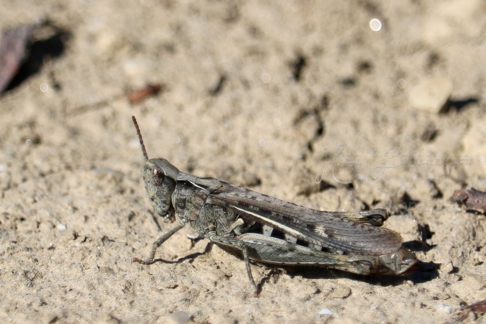 Chorthippus (Glyptobothrus) (subgenus)
