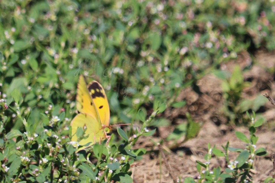 Colias croceus - sáfránylepke