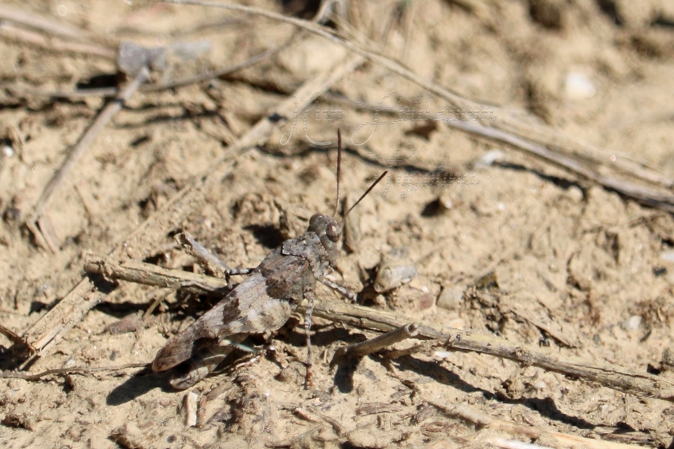 Oedipoda caerulescens - kékszárnyú sáska