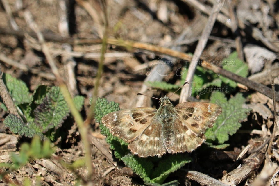 Carcharodus floccifera - pemetefű-busalepke