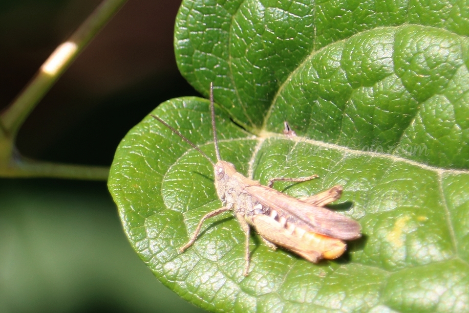Chorthippus (Glyptobothrus) (subgenus)