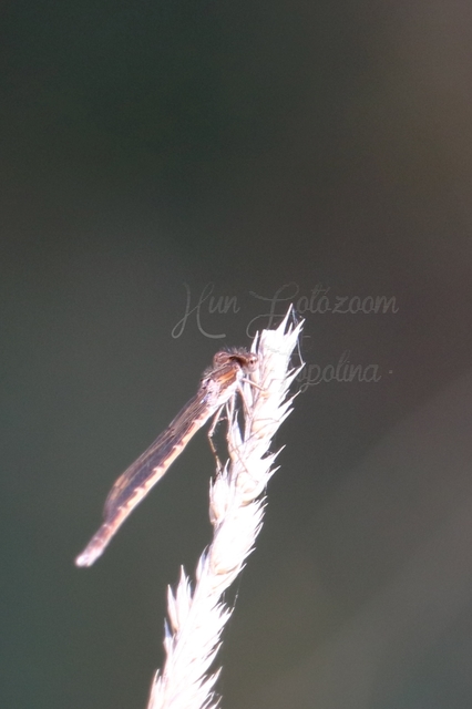 Sympecma fusca - téli rablószitakötő