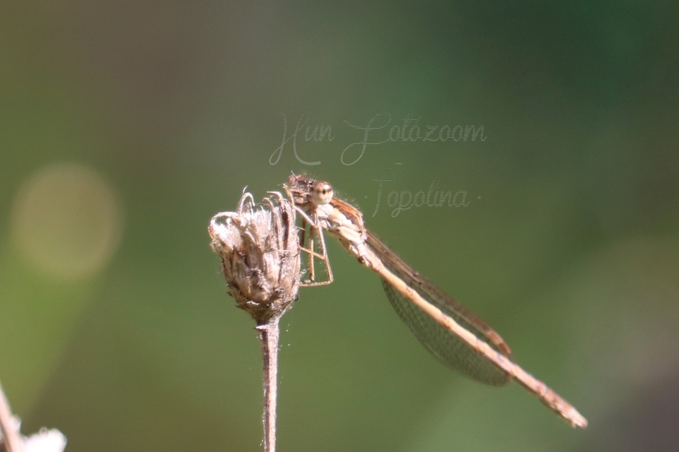 Sympecma fusca - téli rablószitakötő