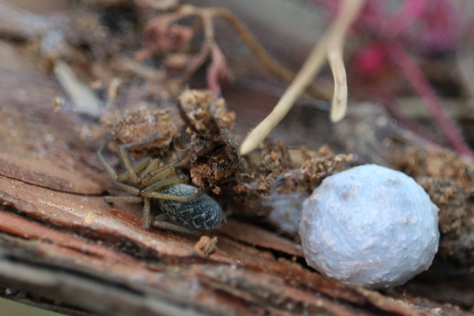 Eratigena agrestis - réti zugpók